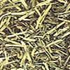茎茶
